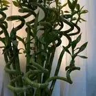 نباتات داخليه شتلات شجر