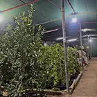 سماد عضوي وبيتموس ومراكن وشتلات