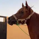 حصان شعبي حار