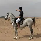 حصان شعبي للبيع