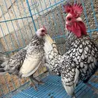 دجاج سبرايت قزم