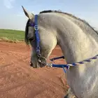 حصان واهو مكس جمال ركوب