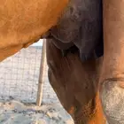 خلفة حمراء ساحليه