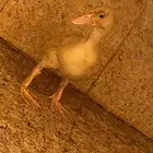 بط وز 20حبه 18حبه صغير وثنين كبرا الي واضح لكم في صوره