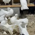 رقاص هندي