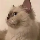 تبني اسمها ميلا العمر سنه ونص حامل والي يخاف الله ويراعيها