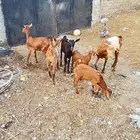 غنم مقاني للبيع