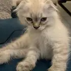 بسه او قطه سكواتش فولد قابل للتفاوض