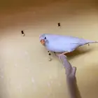 ايمو شاركول