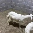 رخل كفو كفو فل شحم العمر 6 شهور 5 شهور ونص