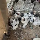 دجاج براهما كولمبي كونك