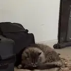 قطو ذكر للبيع