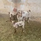 معزه ربده