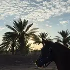 فرس عربية