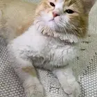 قطط