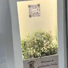 استاندات ومدخل للحفلات والمناسبات للإيجار اليومي  زهر_الجوري