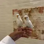 طيور روز اليفه جدا