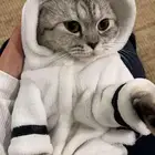 قطه سكوتش للتبني بدون مقابل