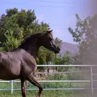 مهر واهو جمال للبيع