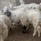 خرفان جذعان سمان للبيع العدد13