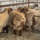 ذبايح نعيم طيبه للبيع تفريد او جمله