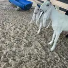 رغوث شاميه