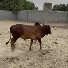 عجل للبيع العنوان القنفذة فل شحم