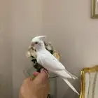 كروان البينو((تم البيع ))