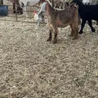 جفره عارضيه