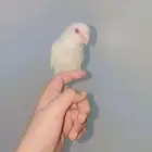 روز اليف