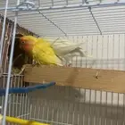 جوز روز سبق الانتاج