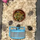 هامسترات ونتر وايت الاليفة جدا