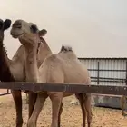 بكره بداوه