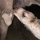 خلفه صفرا