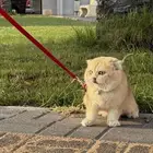 قط تربل فولد للتزاوج