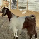 عنز مصريه دافع
