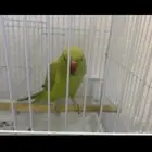 ببغاء الدره