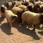 غنم بري ربط الشمال بري