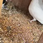 جوزين حمام شيرازي