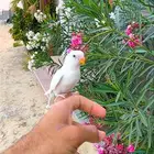 روز اليف