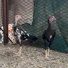 دجاج