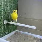 ذكر كناري تغريد( تم البيع)