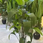 احتاج سياره اقساط كل شهر 1000مستخدم نظيف