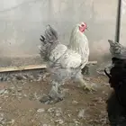 براهما