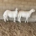 طليان حريات