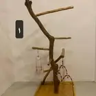 استاندات خشب للطيور