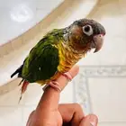 طير كنيور