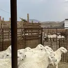 طليان حري جادعان