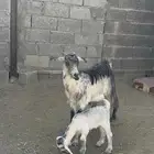 عنز والد تحتها عناق