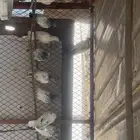 دجاج عربي   حمام بكستاني